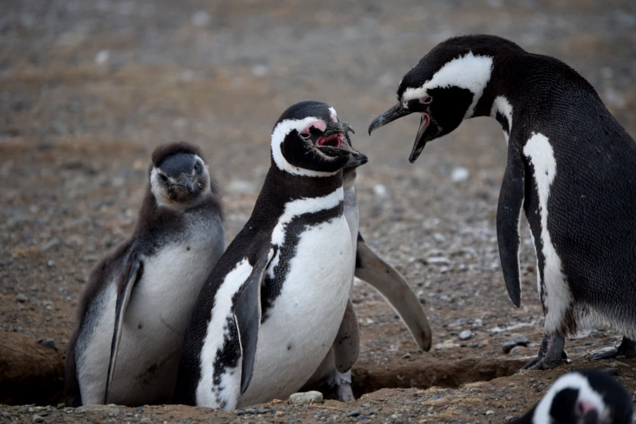 Isla Magdalenas / Chile mit Pinguinen